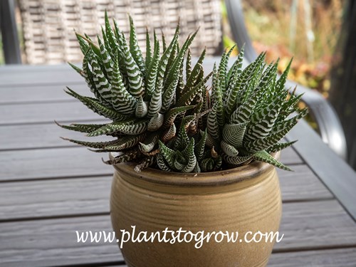 Zebra Plant (Haworthiopsis fasciata) 
We have had this plant for a few years. It is grown outdoors during the summer and indoors during the winter.